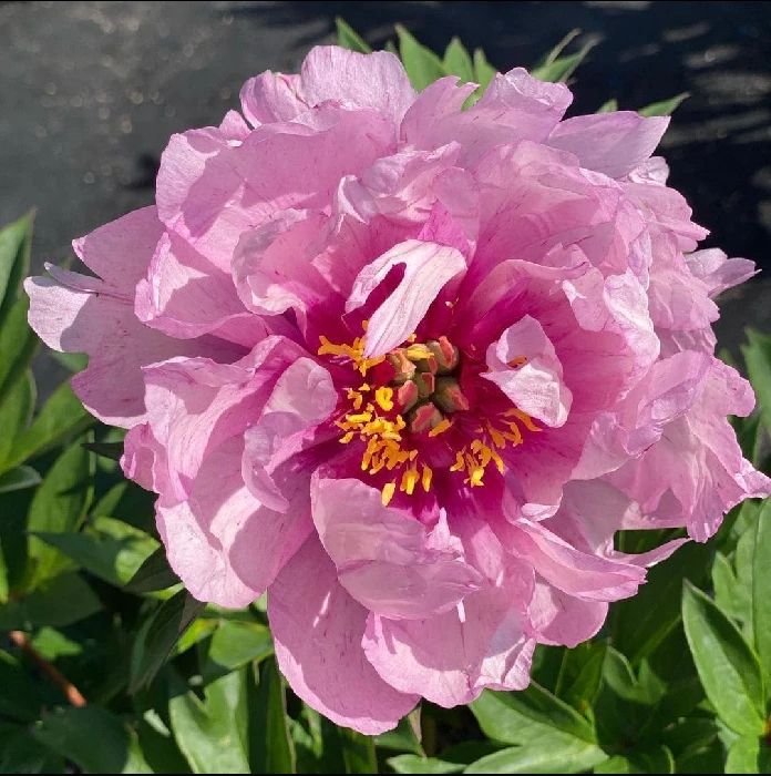 Ферст Арривал